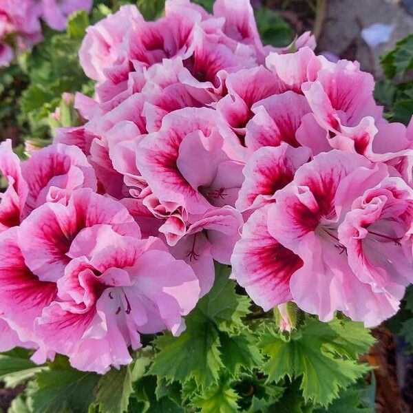 Pelargonium × hybridum Flower