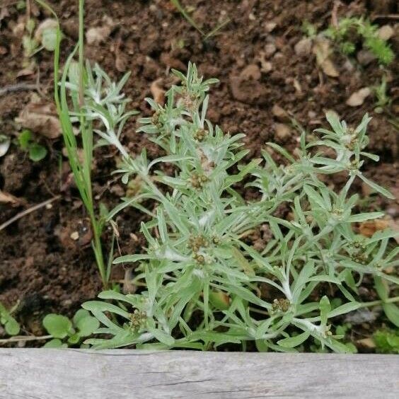 Gnaphalium uliginosum Blatt