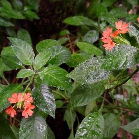 Crossandra infundibuliformis Habit