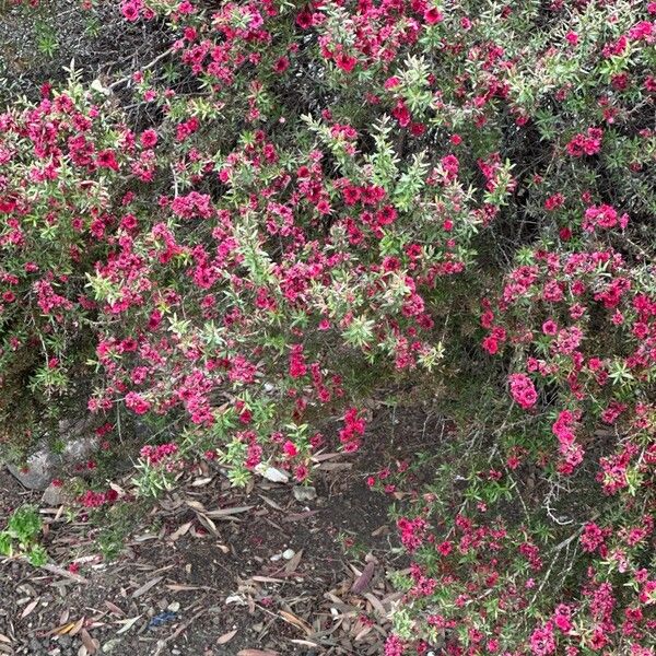 Leptospermum scoparium 花