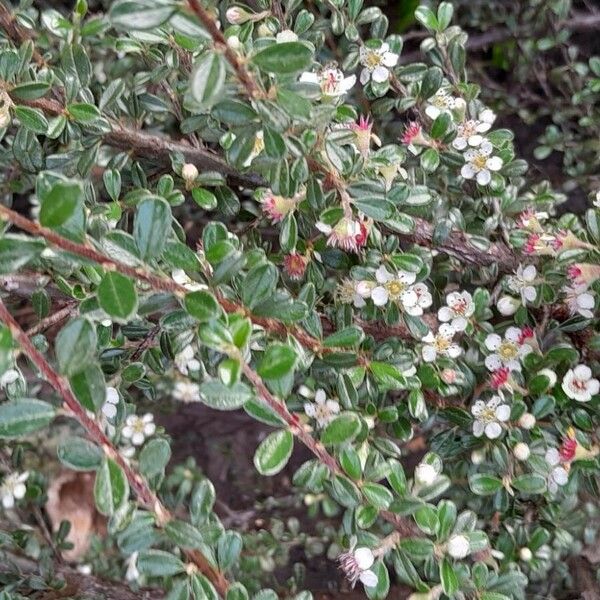 Cotoneaster microphyllus फूल