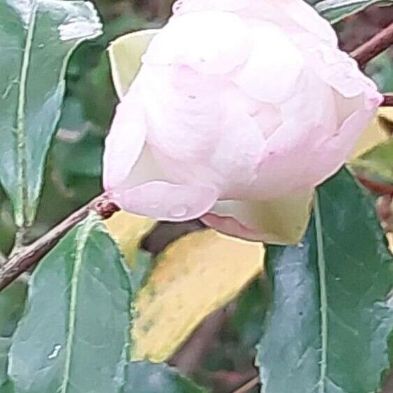 Camellia sasanqua Virág
