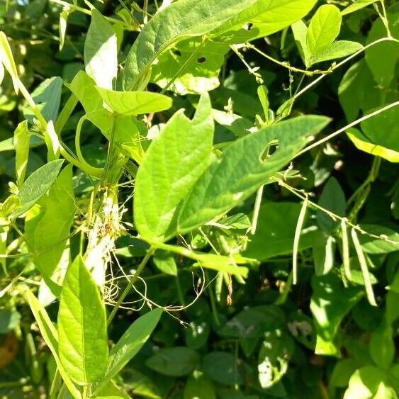 Mikania cordifolia Лист