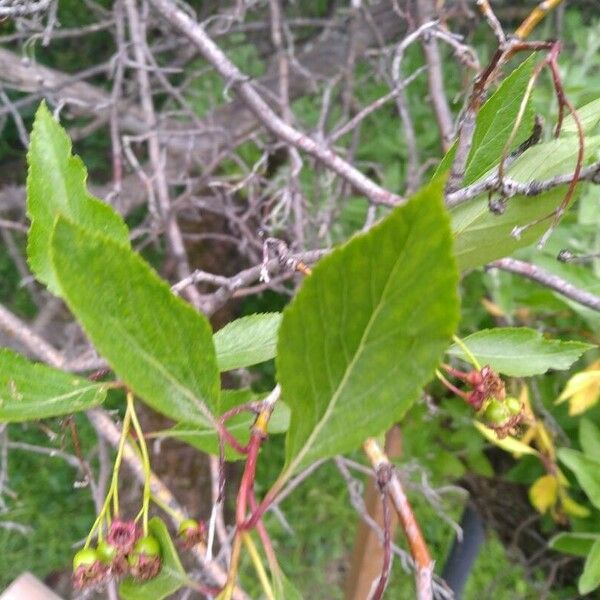 Crataegus douglasii Yaprak