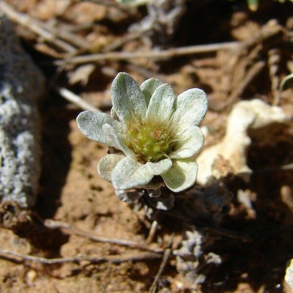 Filago pygmaea Annet