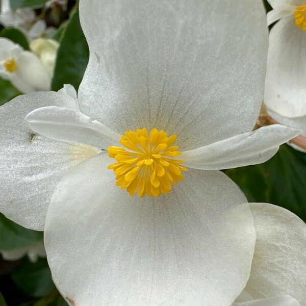 Begonia minor Blüte