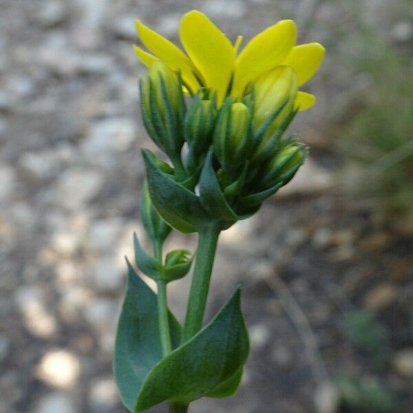 Blackstonia perfoliata ফুল