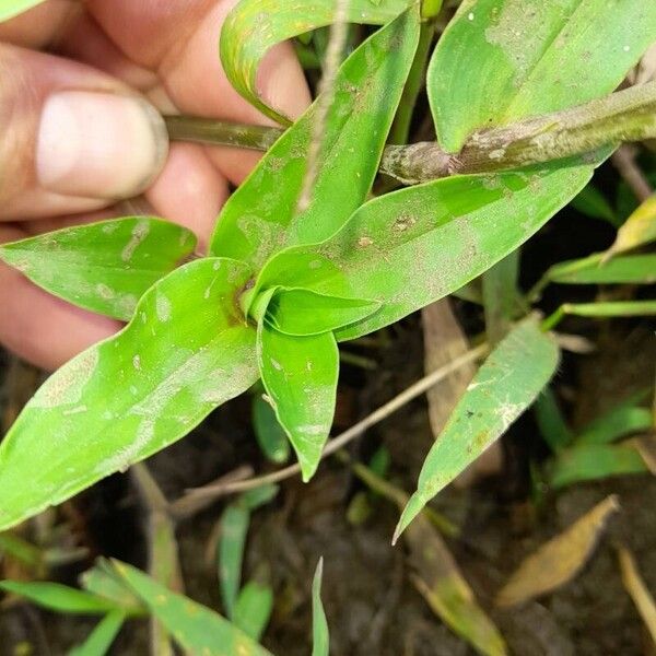 Callisia serrulata पत्ता