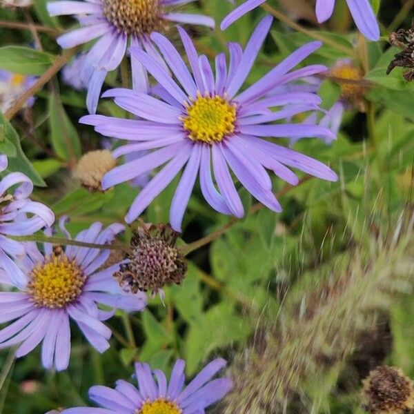 Aster amellus Blomma