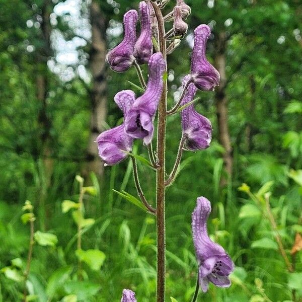 Aconitum septentrionale Flower