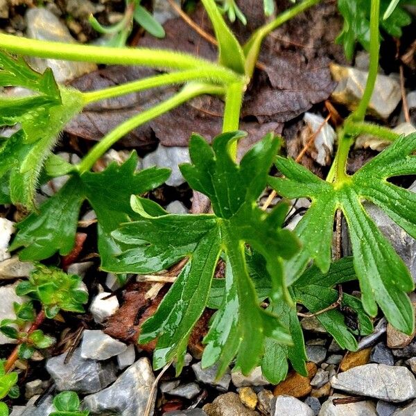 Ranunculus montanus Blatt