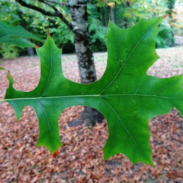 Quercus texana 其他