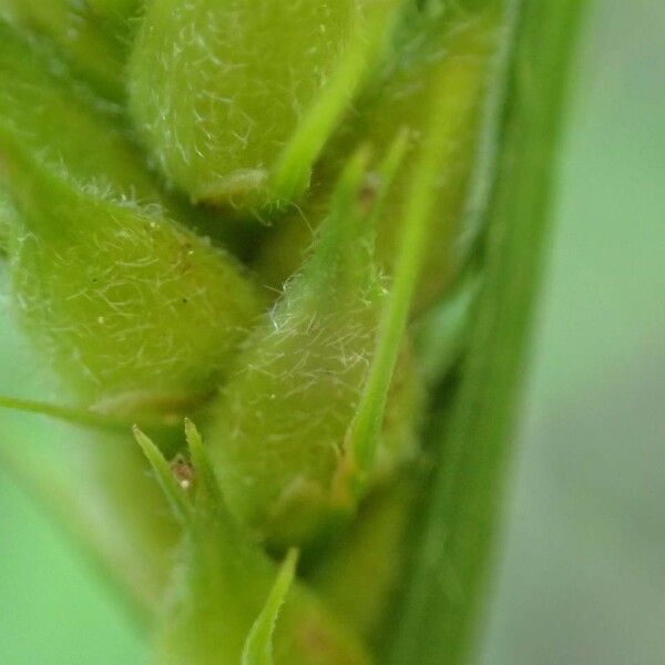 Carex hirta Bark