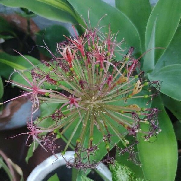 Scadoxus multiflorus Flower