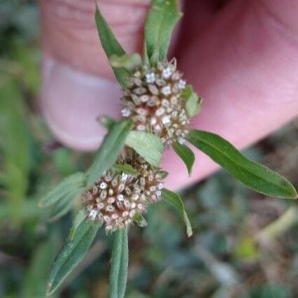 Mitracarpus hirtus Blüte