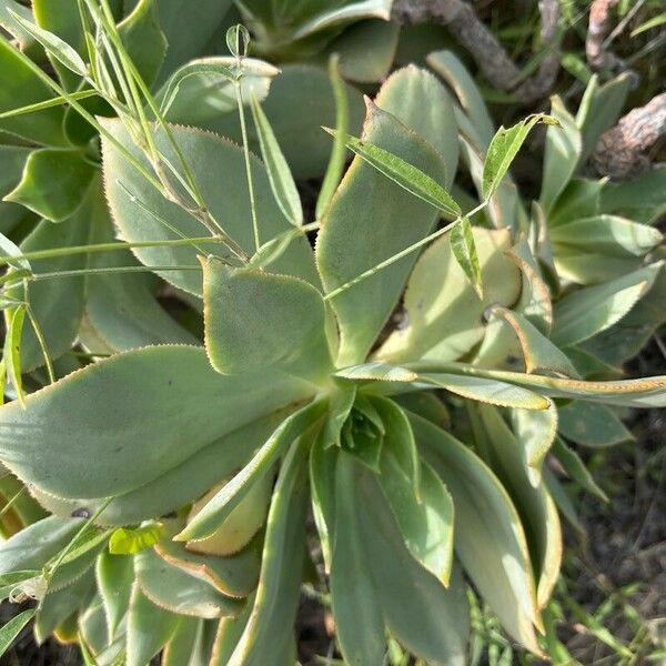 Aeonium valverdense Leaf