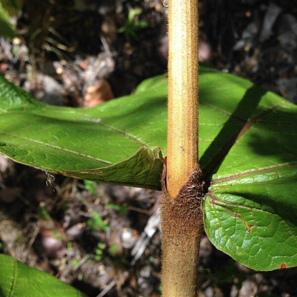 Coccoloba pubescens Schors