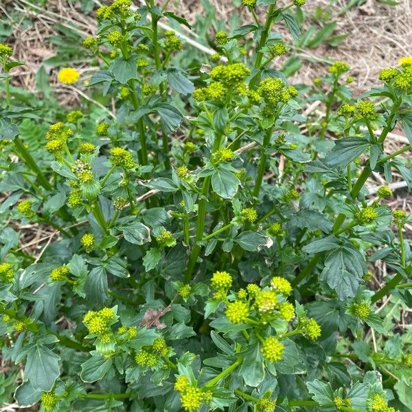 Barbarea vulgaris পাতা