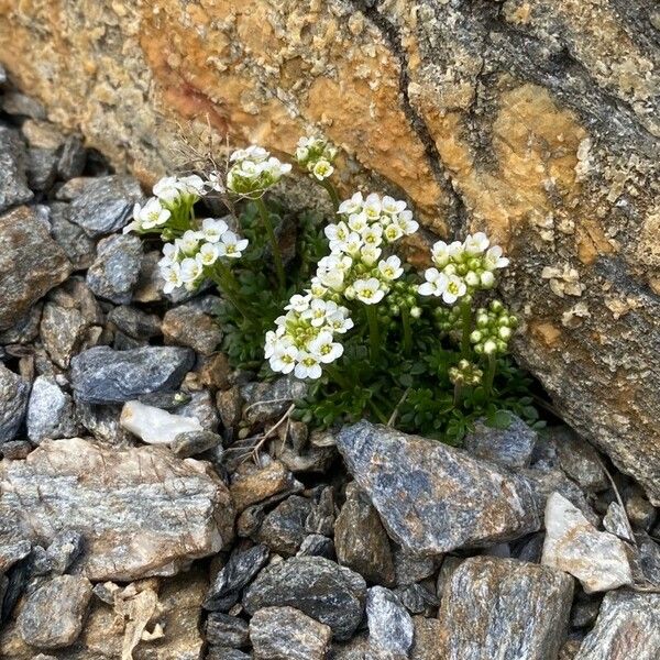 Hornungia alpina Plante entière