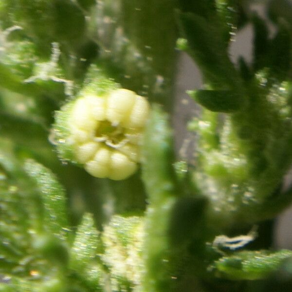 Dysphania multifida Flower
