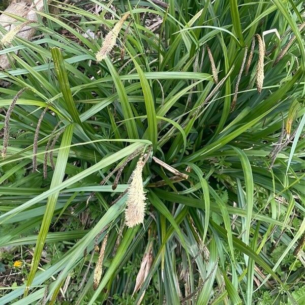 Carex pendula Leht