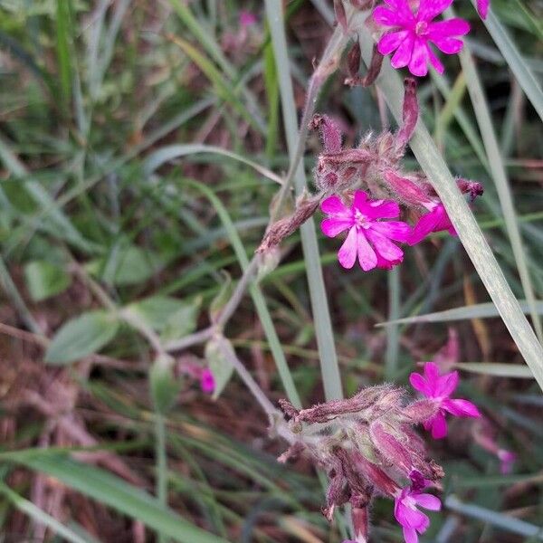 Silene dioica 花