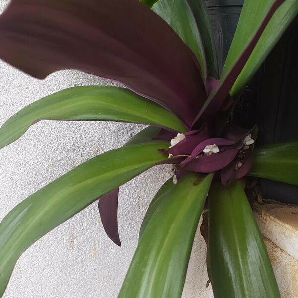 Tradescantia spathacea ഇല