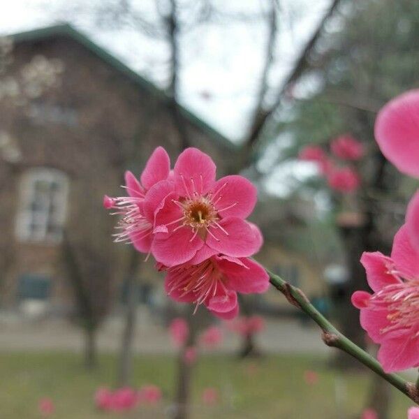 Prunus mume Bloem