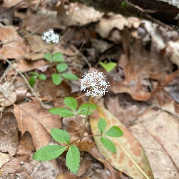 Panax trifolius ফুল