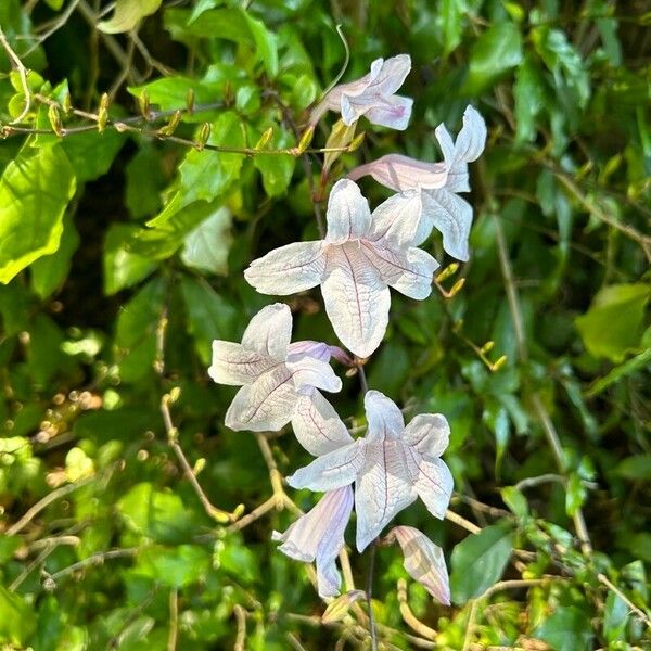 Mackaya bella Blüte
