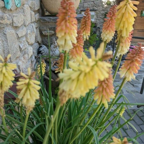 Kniphofia × praecox Blomma