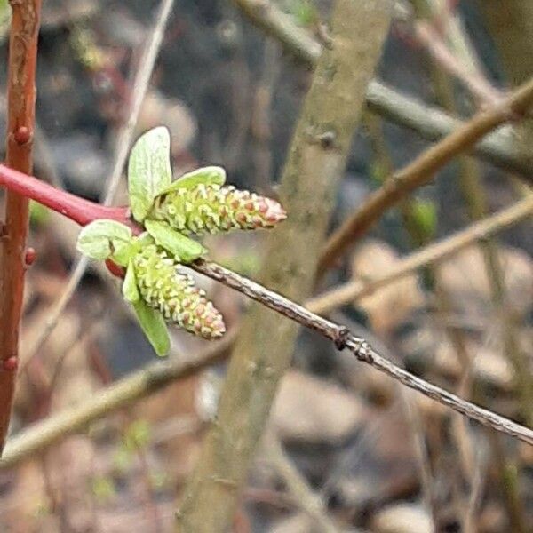 Salix purpurea Blomst