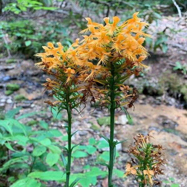 Platanthera ciliaris Fiore