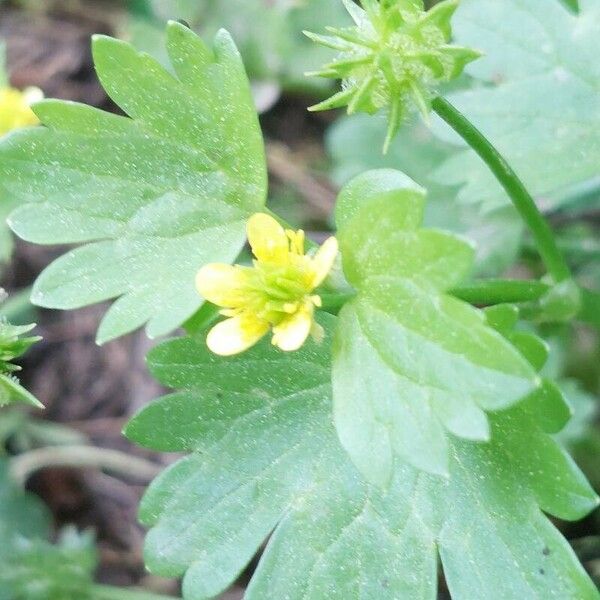 Ranunculus muricatus Drugo