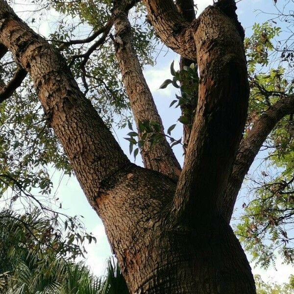 Corymbia ficifolia Habitus