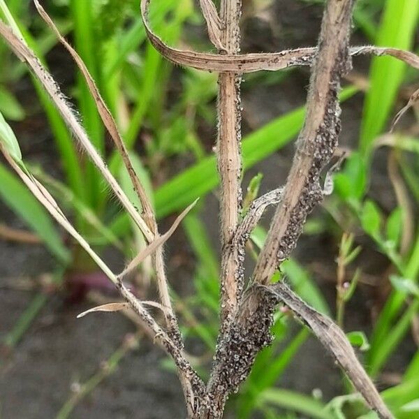 Bromus squarrosus چھال