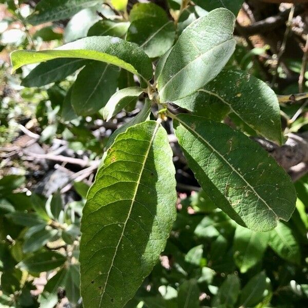 Salix pedicellata List