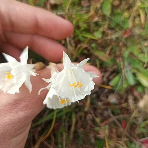 Narcissus cantabricus Õis