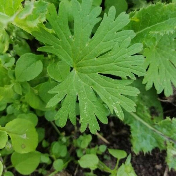 Geranium carolinianum Blad