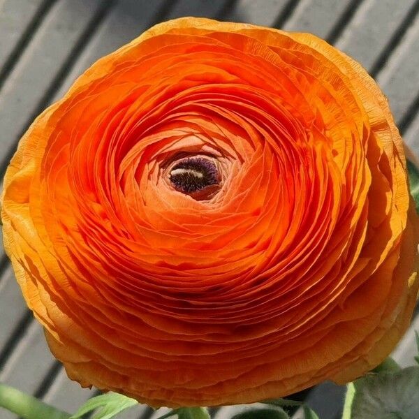 Ranunculus asiaticus 整株植物