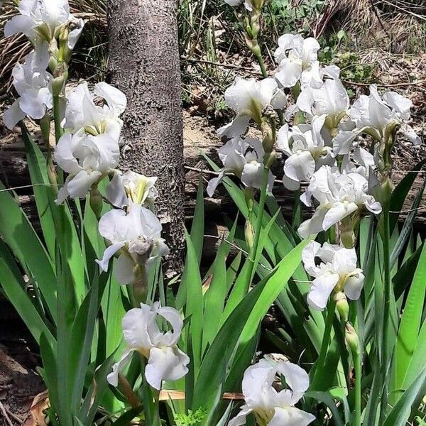 Iris albicans Квітка