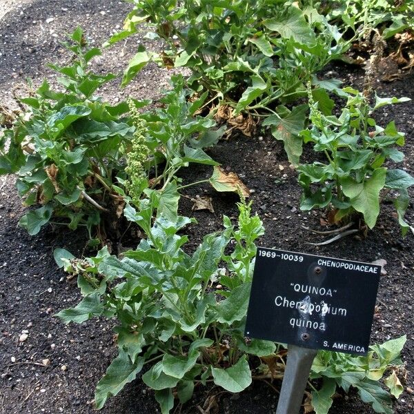 Chenopodium quinoa Habit