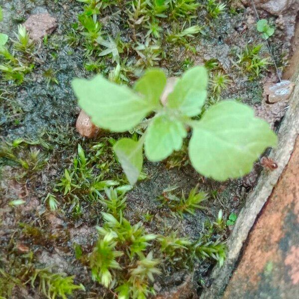 Galinsoga quadriradiata Leaf