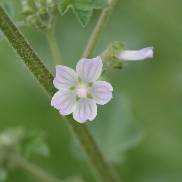 Malva punctata Цветок