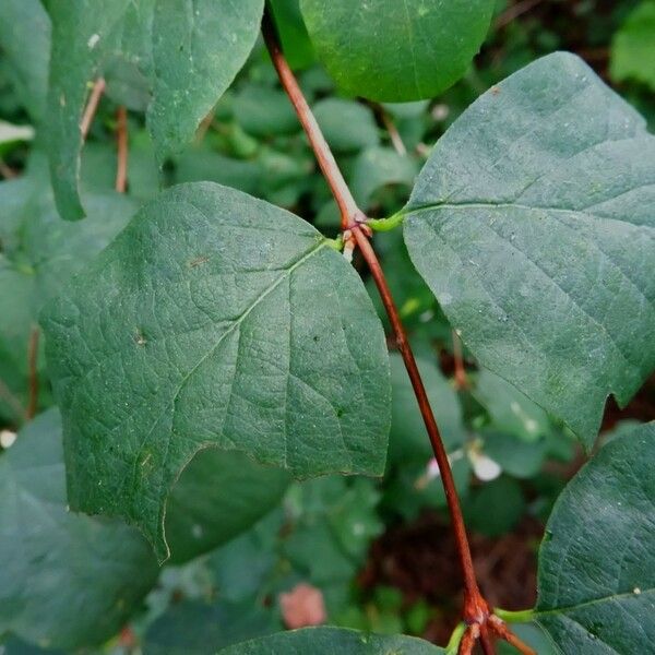 Symphoricarpos albus Leaf