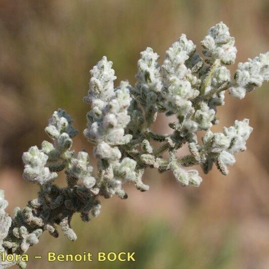 Teucrium charidemi Flor