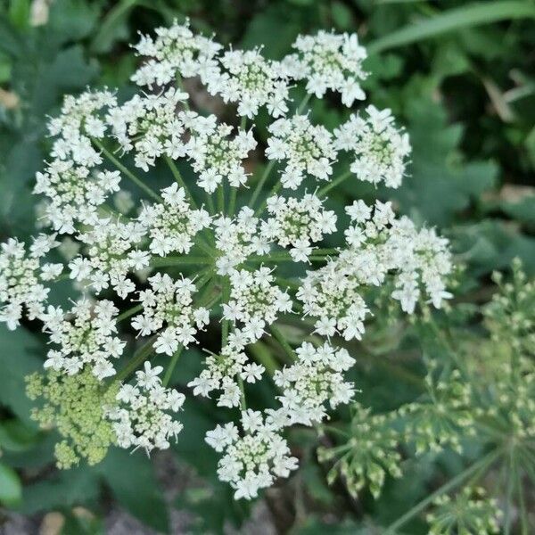 Heracleum maximum Flower