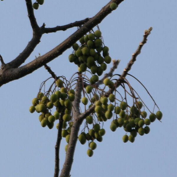 Melia dubia Fruit