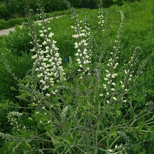 Baptisia alba Habitat