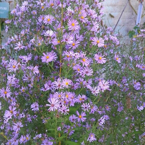 Symphyotrichum dumosum Συνήθη χαρακτηριστικά